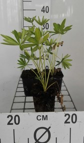 Lupinus 'Gallery Blue' - pot 9x9 cm -