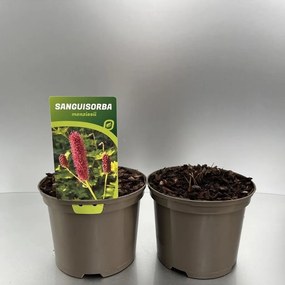 Sanguisorba menziesii - pot 9x9 cm