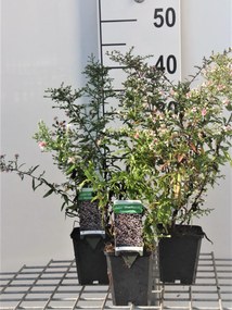 Aster lateriflorus 'Horizontalis' - pot 9x9 cm