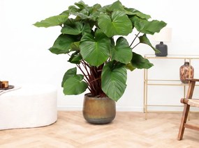 Homalomena rubescens 'Maggy' - 130 cm