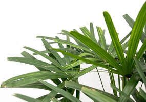 Rhapis Excelsa - 130cm