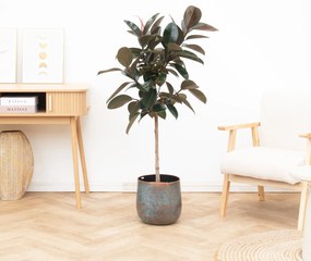 Combi deal - Ficus Elastica Abidjan inclusief Jolien Mystic Blue - 140cm