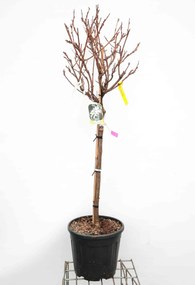 Wisteria brachybotrys 'Shiro-kapitan' - pot 18L - halfstam boom - stamomtrek 6-8 cm