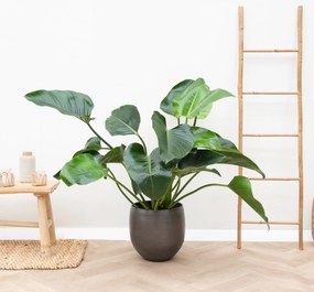 Philodendron Green Beauty - 100cm