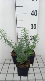 Euphorbia seguieriana subsp. niciciana - pot 9x9 cm