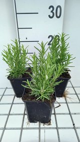 Rozemarijn - pot 9x9 cm (Rosmarinus officinalis) -