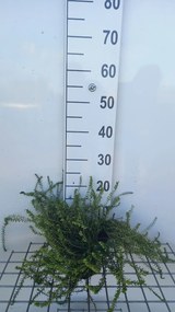 Erica x darleyensis 'White Perfection' - pot diameter 10,5 cm - 10-12 cm -