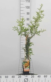 Pyracantha 'Soleil d'Or' - pot - 50-60 cm