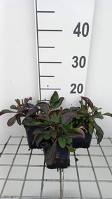 Penstemon 'Dark Towers' - pot 9x9 cm -
