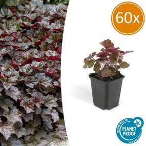 Heuchera ‘Palace Purple’ - 20 cm