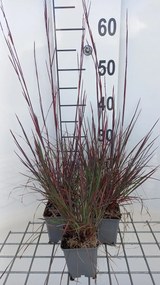 Schizachyrium scoparium 'Blue Heaven' - pot 9x9 cm