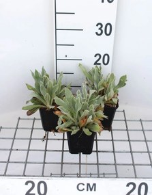 Lychnis alpina 'Alba' - pot 9x9 cm