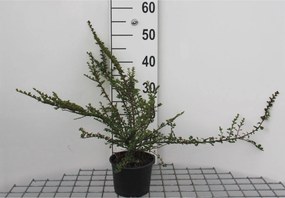 Cotoneaster horizontalis - pot 1,3L - 20-25 cm