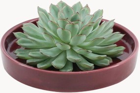 Plant Echeveria Pulidonis