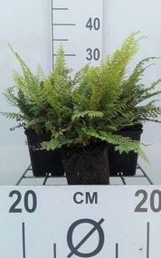 Polystichum setiferum 'Herrenhausen' - pot 9x9 cm -