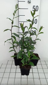 Aster laevis 'Calliope' - pot 9x9 cm