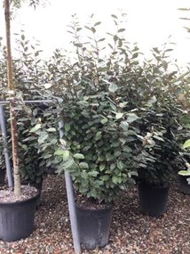 Elaeagnus x ebbingei'Compacta'- pot 25L - 125-150 cm