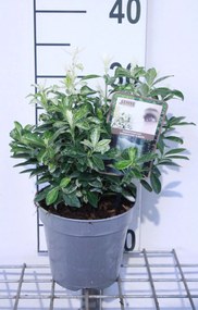 Euonymus japonicus'Heespierrolino'(Pierrolino) - pot 1,5L - 20-25 cm