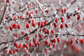 Foto branches of bush with red berries, Jana Milin