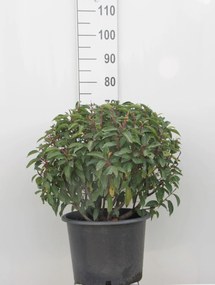 Prunus lusitanica 'Angustifolia' - pot - bolvorm diameter 50+ cm