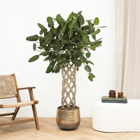 Ficus Benghalensis Audrey gevlochten mat - 150 cm