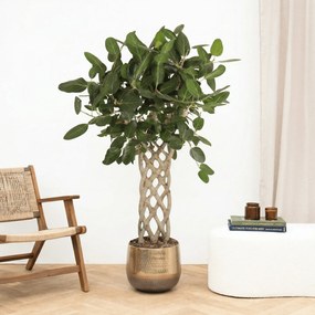 Ficus Benghalensis gevlochten mat - 160 cm