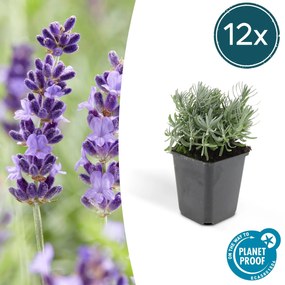 Lavandula'Hidcote'- 20cm