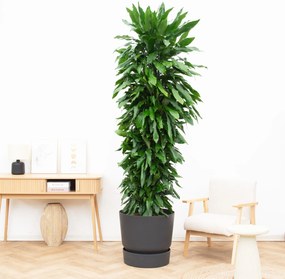 Dracaena Janet Lind vertakt - 230 cm