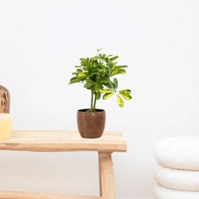 Schefflera Gold Capella op stam - 50cm