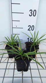 Agapanthus 'AGA04051' (Brilliant Blue) - pot 9x9 cm