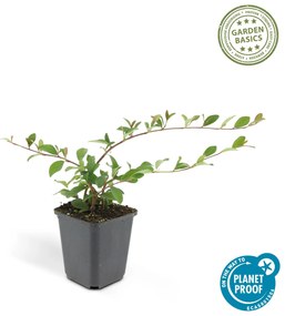 48x Cotoneaster dam.'Major'-↕25cm - Ø9cm