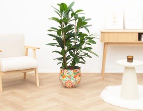 Ficus Cyathistipula - 100cm