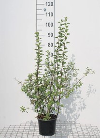 Spiraea x vanhouttei - pot 3L - 40-60 cm
