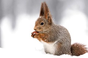 Kunstfotografie squirrel sitting on snow with a, Mr_Twister, (40 x 26.7 cm)