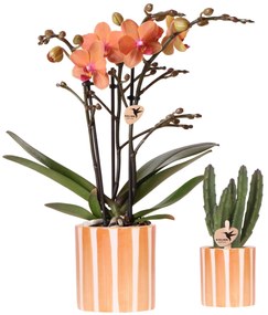 Combi deal -  Orchidee Bolzano + Succulent inclusief keramieken sierpotten