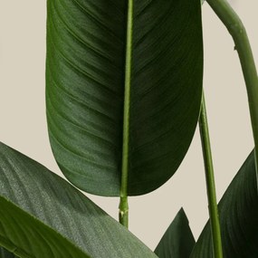 Kunstplant Sterlitzia