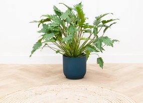 Philodendron Xanadu - 70cm