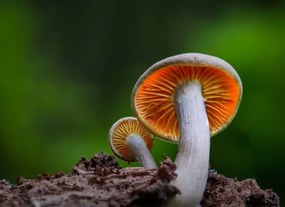 Kunstfotografie Close-up of mushroom growing on field,Silkeborg,Denmark, Karim Qubadi / 500px, (40 x 30 cm)