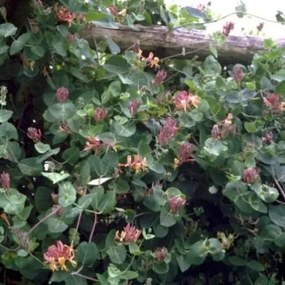 Lonicera x heckrottii 'Goldflame' - pot 10L