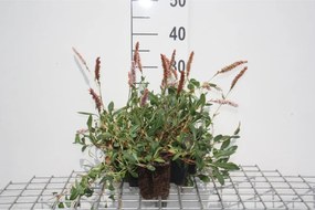 Persicaria affinis 'Superba' - pot 9x9 cm -
