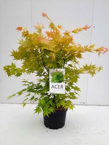 Acer palmatum 'Orange Dream' - pot 10L - 60-80 cm