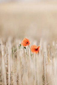 Foto Summer Poppies, Mareike Bohmer
