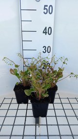 Montia sibirica - pot 9x9 cm