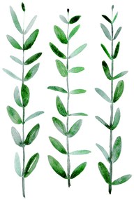 Ilustratie Watercolor eucalyptus parvifolia, Blursbyai, (30 x 40 cm)