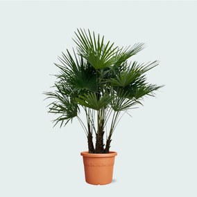 Trachycarpus Multistam - 220cm
