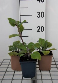 Salvia sclarea - pot 9x9 cm (Scharlei) -