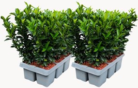 Planten Japanse Spindelboom Euonymus japonicus Green Spire, 12-delig