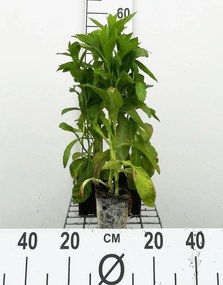 Lobelia siphilitica 'Alba' - pot 9x9 cm