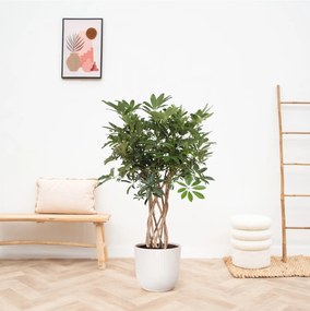Schefflera Arboricola Compacta gevlochten stam - 130cm