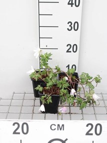 Anemone blanda 'White Splendour' - pot 9x9 cm